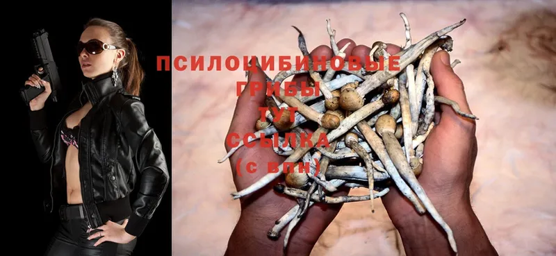 закладки  Новосиль  Псилоцибиновые грибы Psilocybe 